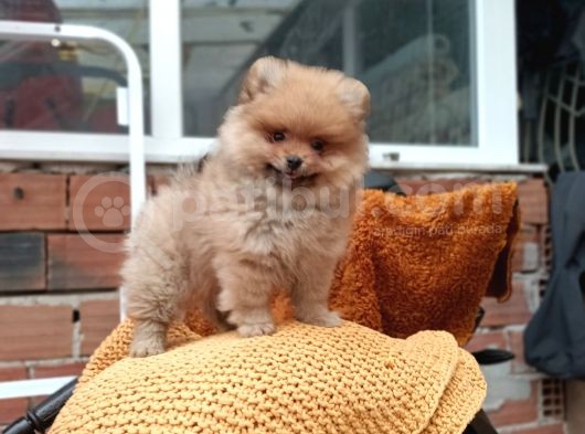 Ust Kalite Pomeranian Teddy Bear Yavrularimiz görsel