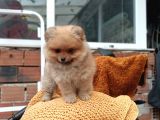Ust Kalite Pomeranian Teddy Bear Yavrularimiz