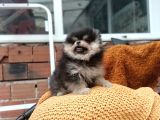 Ust kalite pomeranian teddy bear yavrularimiz