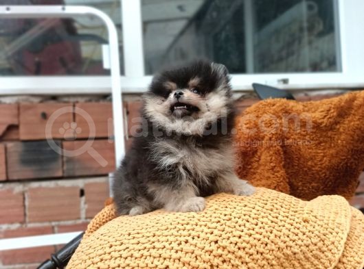 Ust Kalite Pomeranian Teddy Bear Yavrularimiz