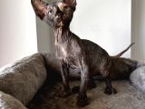Black Tortie Dişi Sphynx