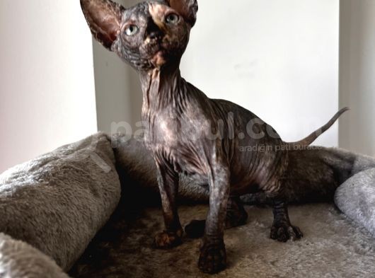 Black Tortie Dişi Sphynx görsel
