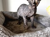 Black Tortie Dişi Sphynx