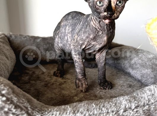 Black Tortie Dişi Sphynx görsel