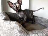 Black Tortie Dişi Sphynx