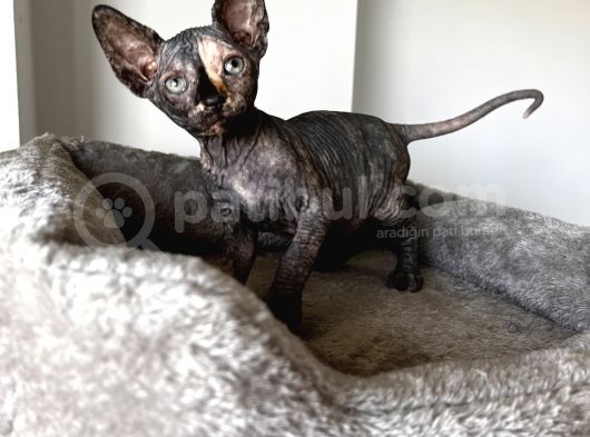 Black Tortie Dişi Sphynx görsel