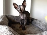 Black Tortie Dişi Sphynx
