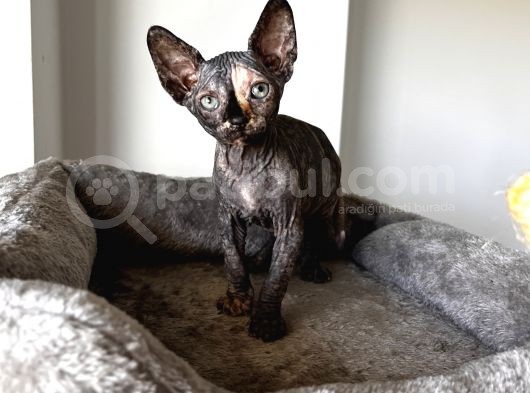 Black Tortie Dişi Sphynx