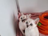 Dünya Tatlisi Si̇yam Yavrularimiz