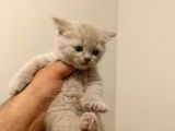 British Shorthair Lilak Yavrumuz