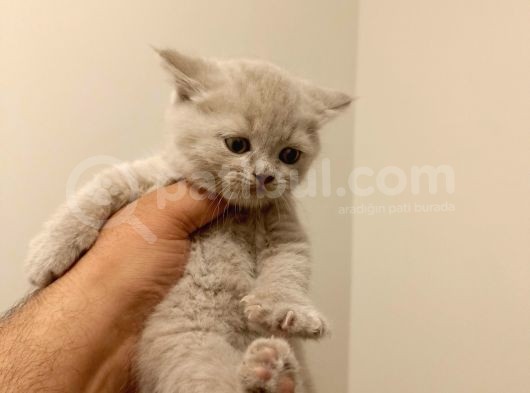 British Shorthair Lilak Yavrumuz görsel