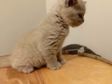 British Shorthair Lilak Yavrumuz