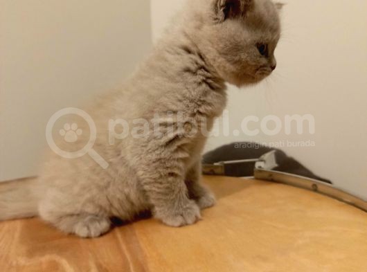British Shorthair Lilak Yavrumuz görsel