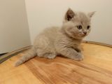 British Shorthair Lilak Yavrumuz