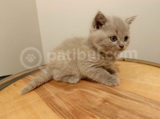 British Shorthair Lilak Yavrumuz görsel