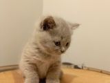 British Shorthair Lilak Yavrumuz