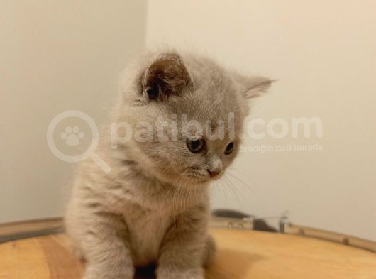 British Shorthair Lilak Yavrumuz görsel