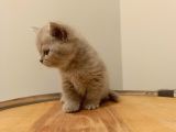 British shorthair lilak yavrumuz