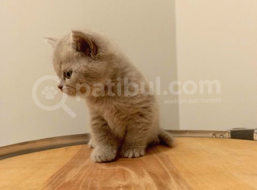 British Shorthair Lilak Yavrumuz