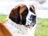 Safkan st bernard erkek yavrular