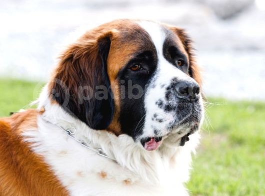 Safkan St Bernard Erkek Yavrular