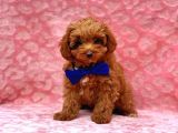 TOOY POODLE YAVRUMUZ 0 TEACUP 