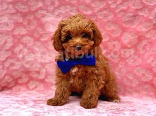Tooy Poodle Yavrumuz 0 Teacup 