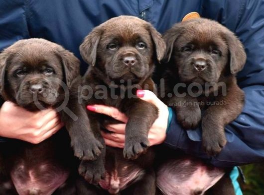 Cikolata Labrador Bebekler görsel
