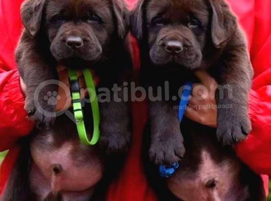 Cikolata Labrador Bebekler