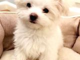 Maltesse Terrier Cinsi Güzel Yavrular 