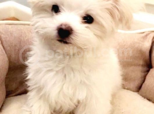 Maltesse Terrier Cinsi Güzel Yavrular 