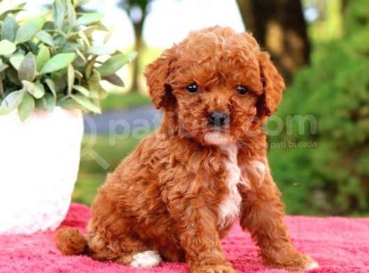 Tooy Poodle Yavrumuz 0 Teacup 