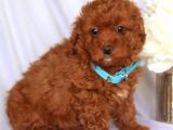 Tooy poodle cinsi yavrular 