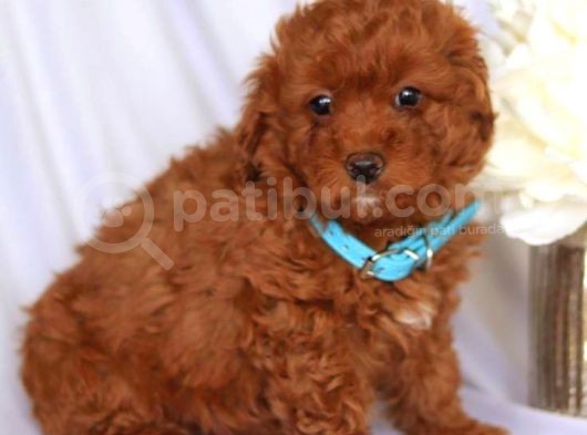 Tooy Poodle Cinsi Yavrular 