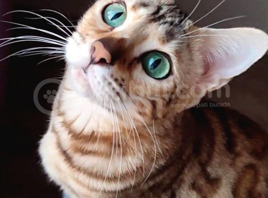Secereli̇ 2 Yaşinda Di̇şi̇ Bengal Kedi̇si̇ görsel
