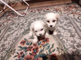 Xs Maltese Bebekler