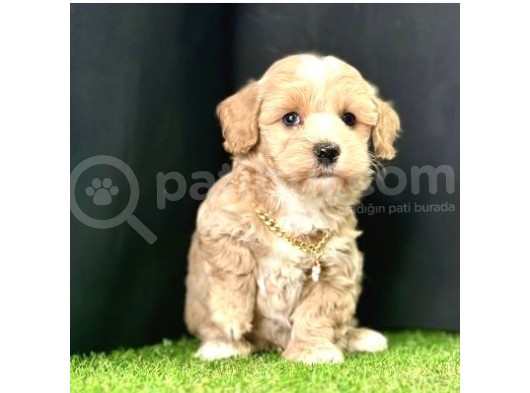 Bu Güzel  Maltipoo Yavrular  Kaçmazzz görsel
