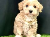 Bu güzel  maltipoo yavrular  kaçmazzz