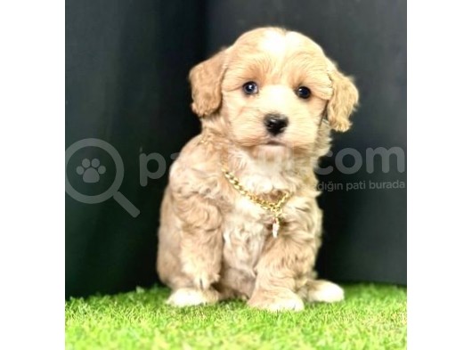 Bu Güzel  Maltipoo Yavrular  Kaçmazzz