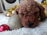 sON  1 DİŞİ MİNYATÜR POODLE BODRUM TURGUTREİS 