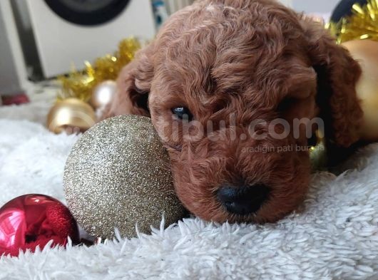 Son  1 Di̇şi̇ Mi̇nyatür Poodle Bodrum Turgutrei̇s 