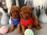 toy poodle yavruları