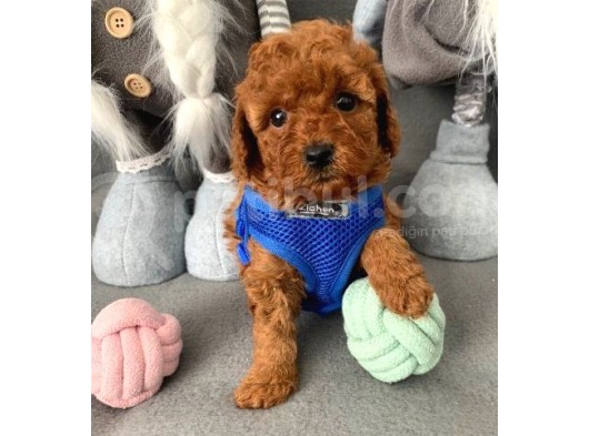 Toy Poodle Yavruları görsel