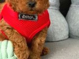 Toy Poodle Yavruları