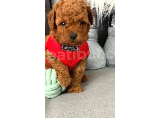 Toy Poodle Yavruları görsel