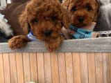toy poodle bebekler