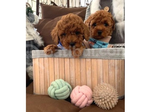 Toy Poodle Bebekler görsel