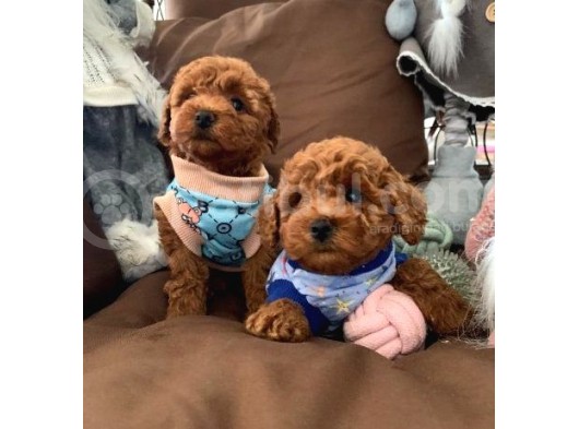 Toy Poodle Bebekler görsel