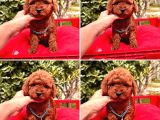Mi̇nyatür Poodle Yavrular