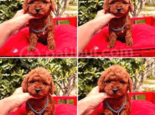 Mi̇nyatür Poodle Yavrular görsel